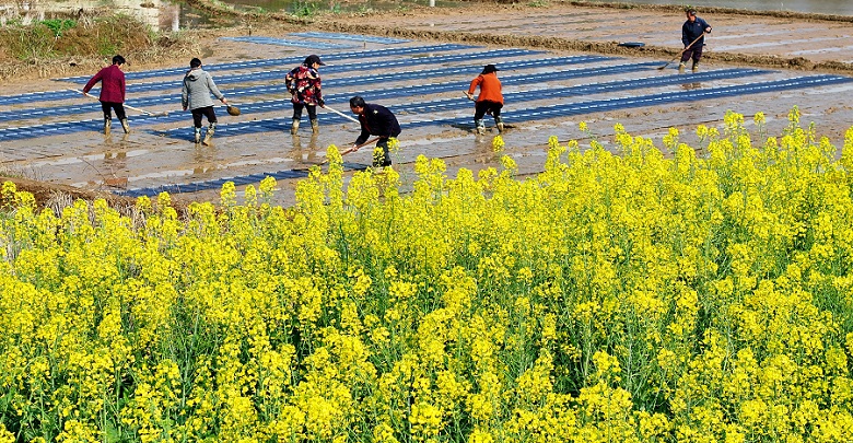 田間地頭春耕忙